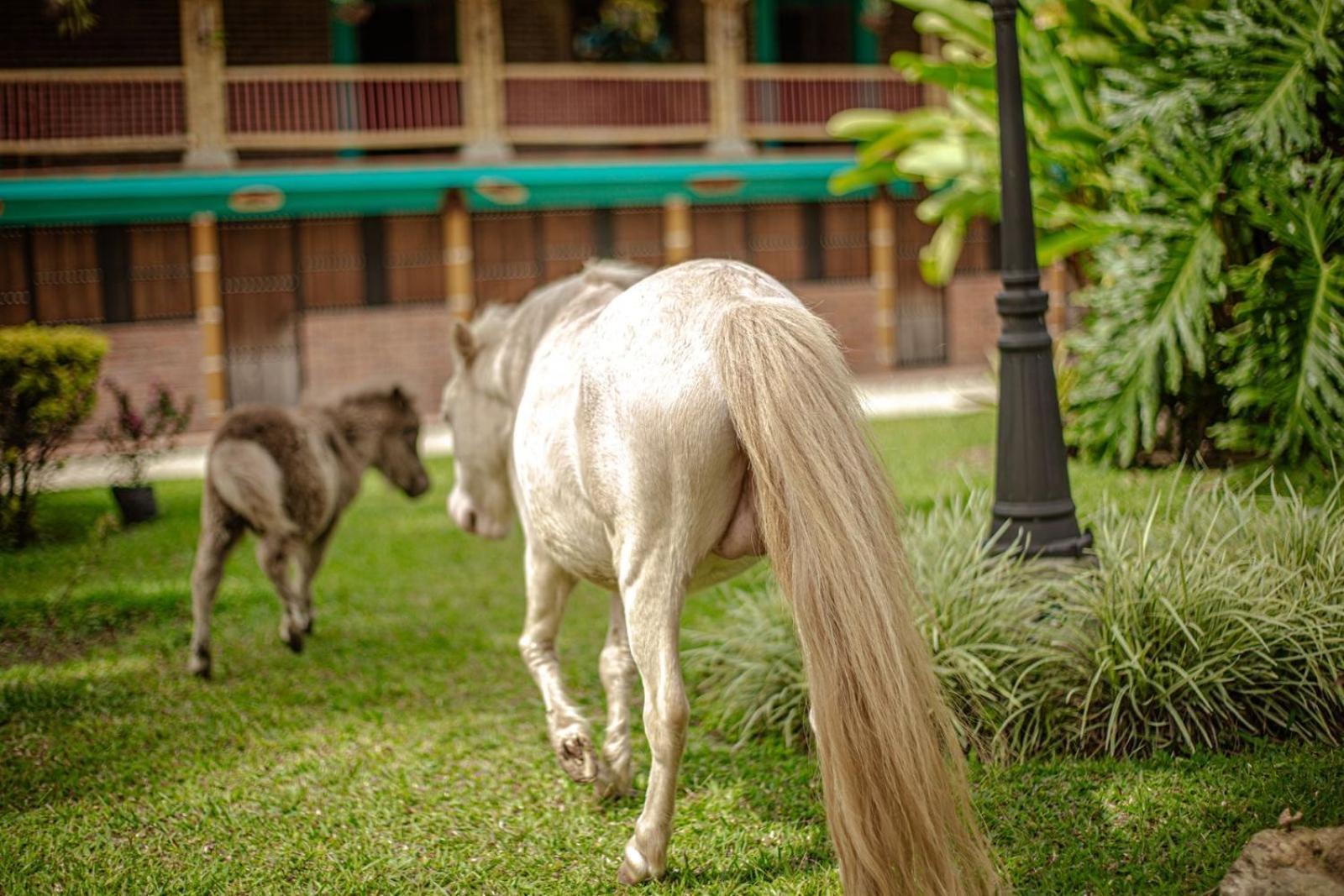 Finca Hotel El Diamante Calarcá Buitenkant foto