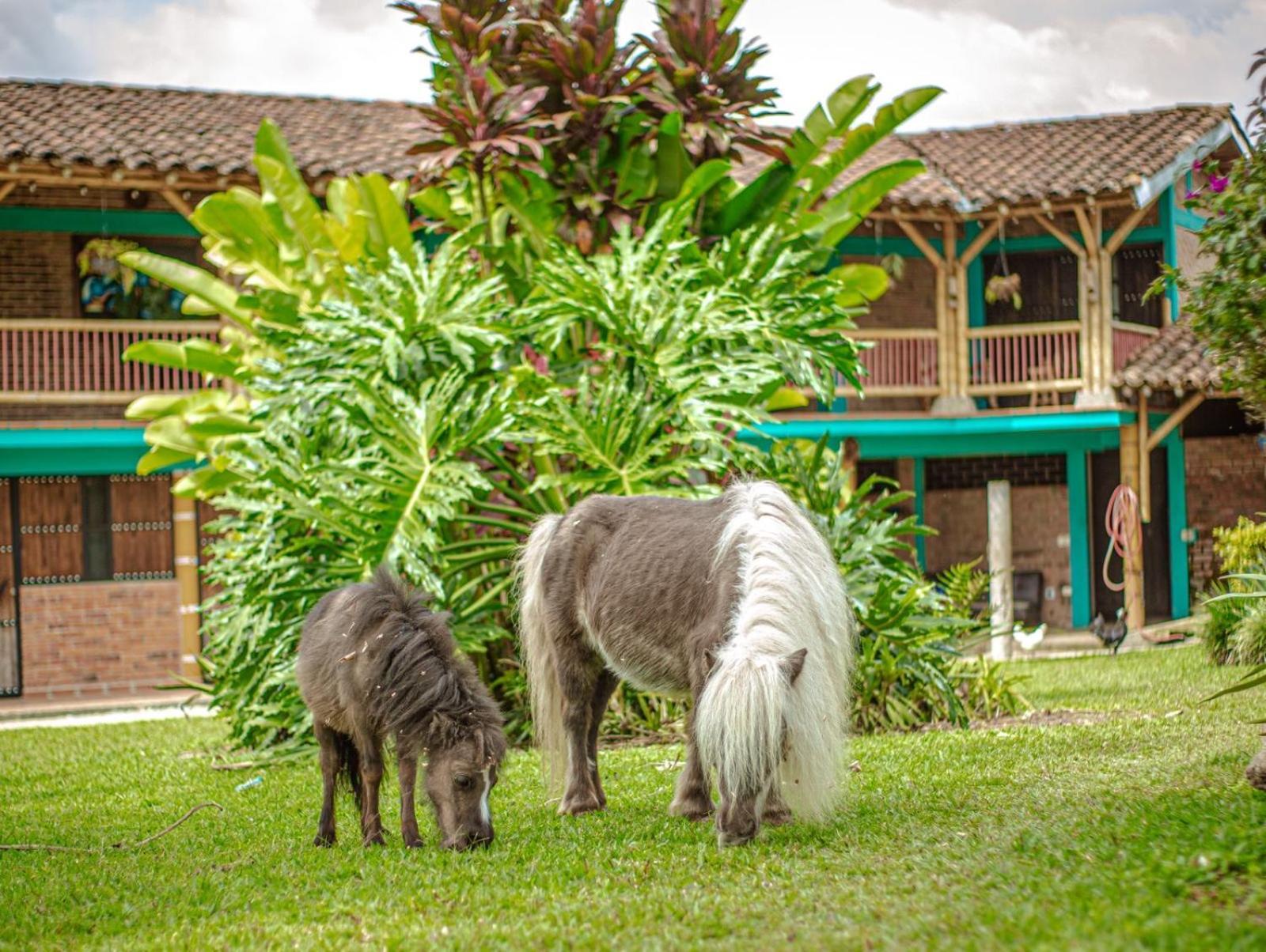 Finca Hotel El Diamante Calarcá Buitenkant foto